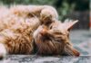 5 Tips to help you bond with cats